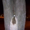 Campus tree 2