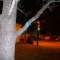 campus tree 3