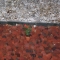Final plant.JPG
