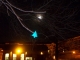 Campus tree 1