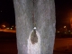 Campus tree 2