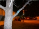 campus tree 3