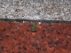 Final plant.JPG