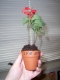 flower 1.JPG