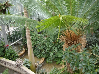 Rain forest Rain forest