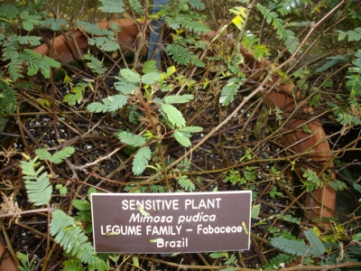 The plant The plant
