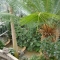 Rain forest