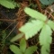 Preliminary leaf