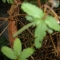 Same leaf