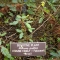 The plant
