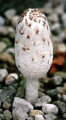 shaggy mane