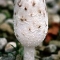 shaggy mane