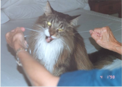 flossingpuss.jpg