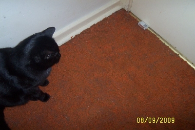 kitty 003.jpg