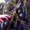 on the tree