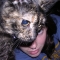 meowwww
