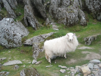 A resident of the peak of mount Snowdon