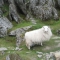 A resident of the peak of mount Snowdon