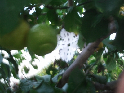 in a lemon tree yay