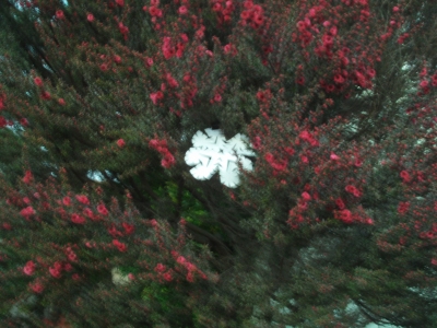 pretty tree