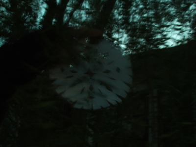 we forgot how bad pictures turn out in the dark