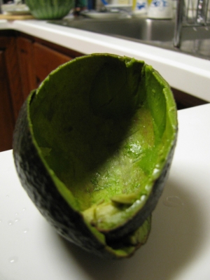 'Cado Shell.JPG