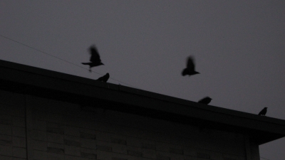 Thankfully they didn't try to peck my eyes out.