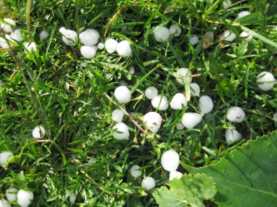 Hail in the grass