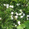 Hail in the grass