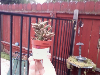 Zanzi, in my back yard