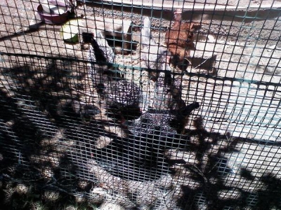 Chickens!