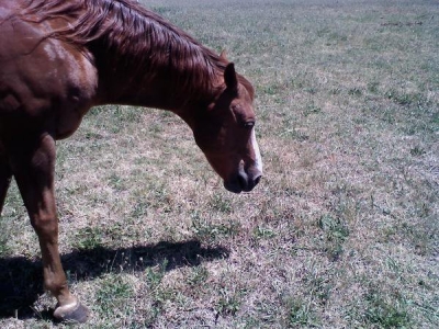 Horse, Seeking Horse, Seeking