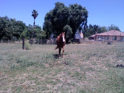 Bow (the Horse)