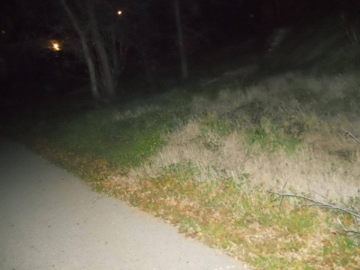 Heard some rustling. Couldn't have been big, probably a rabbit.