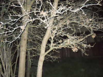 Music playing, though faintly.