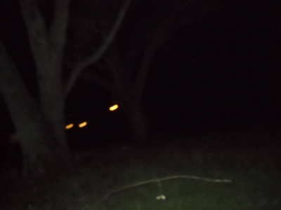 More rustling noises. Squirrel? Rabbit? Mouse?