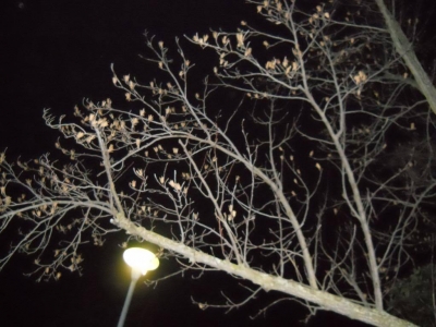 There was something in this tree.