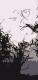seaweed:1a.jpeg