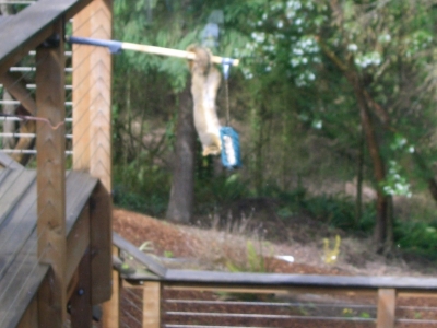 Squirrel proof my ass...