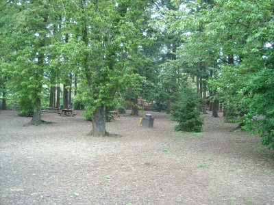 Fir Grove.JPG Fir Grove.JPG