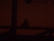 sitting atop the rain gaurd