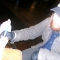 Redbeard