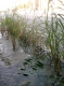 Marshy!