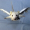 mouseangel1.jpg