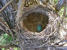 Blackbird egg Blackbird egg