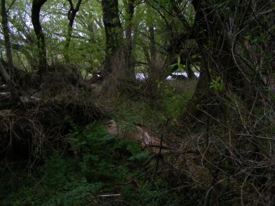 The dark and tangled forest