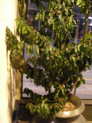 Potted Potted