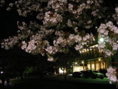 more blossoms more blossoms