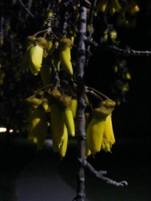 Kowhai flowers Kowhai flowers