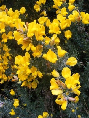 Gorse - threat or menace. Gorse - threat or menace.